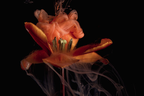 a flower begins to seethe red and orange plumes