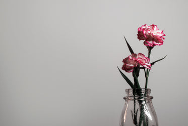 a flower shows it's pink petals against a white wall