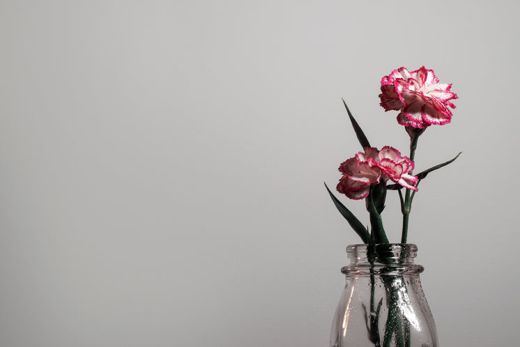 A Flower Shows It's Pink Petals Against A White Wall