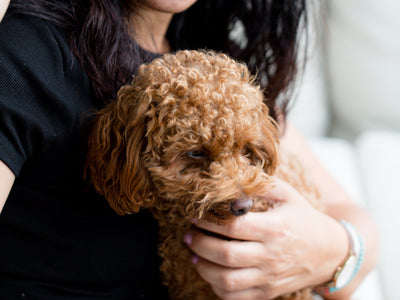 A Fluffy Brown Dog Sits On A Persons Lap