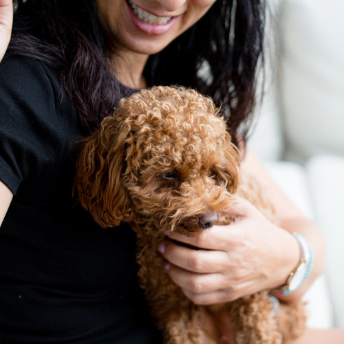 A Fluffy Brown Dog Sits On A Persons Lap