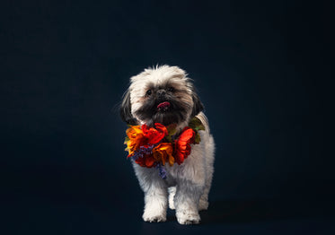 a fluffy dog wearing a necklace of flowers