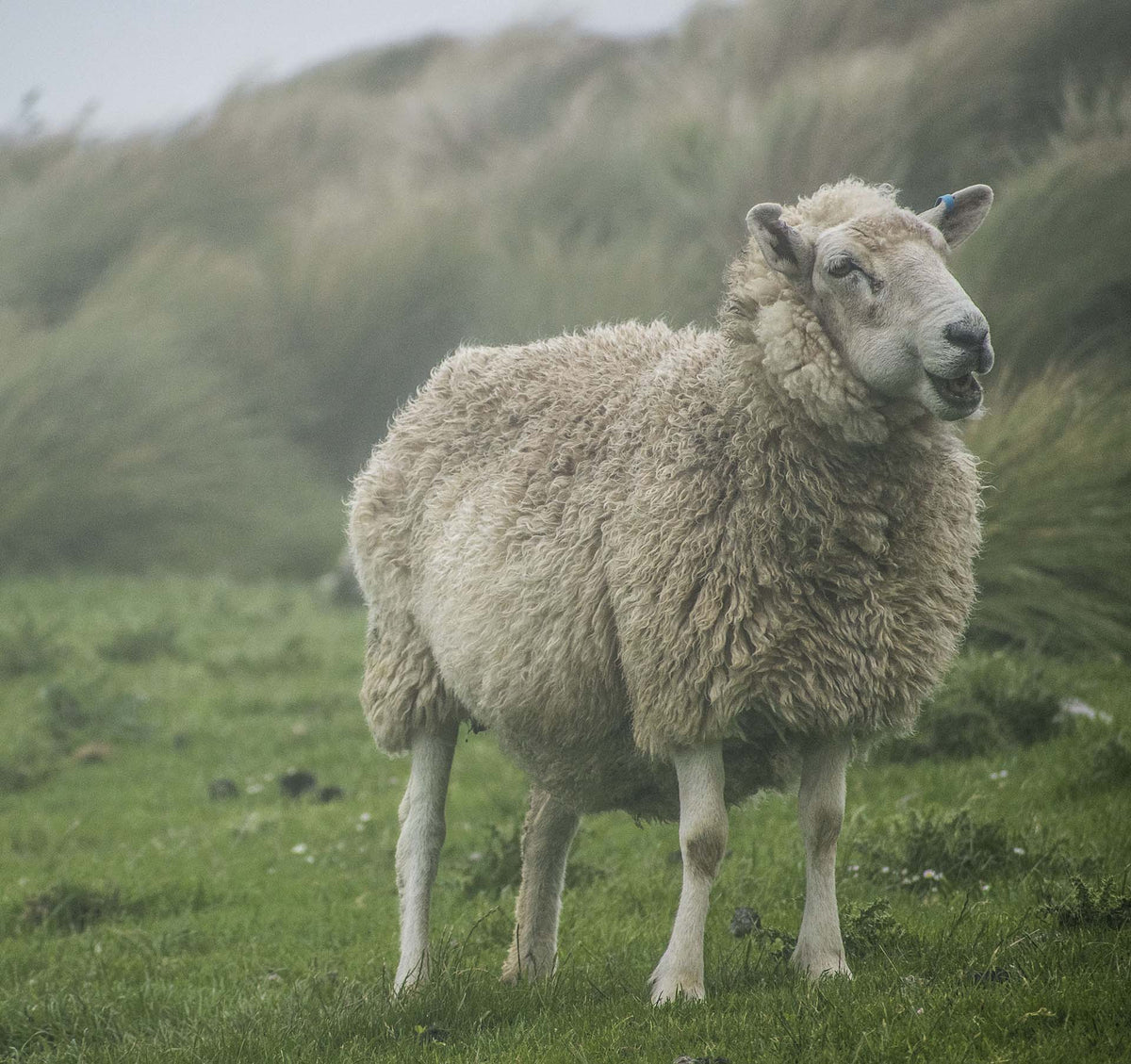 一只毛茸茸的绵羊在风大的田野里微笑