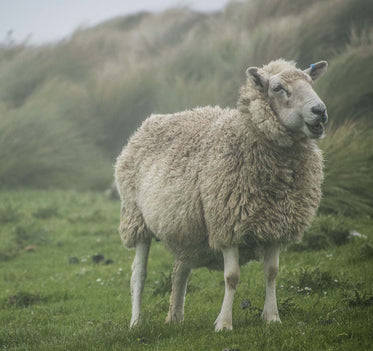 a fluffy sheep smiles in a windy field