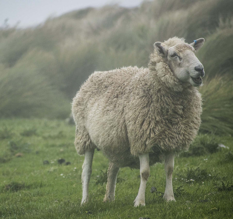 a-fluffy-sheep-smiles-in-a-windy-field.jpg?width=746&format=pjpg&exif=0&iptc=0
