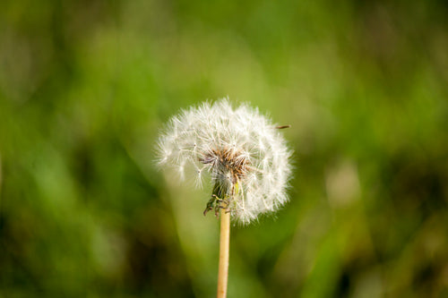 a fluffy single dandelion in sunlight