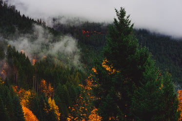 a forest in the middle of changing colors