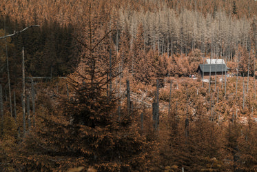 a forest of brown trees with a roof peaking