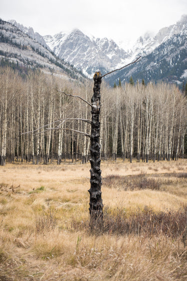 a frail naked fir tree in front of snowy mountains