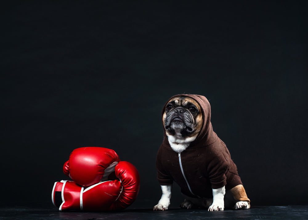 a french bulldog in a hoodie with boxing gloves