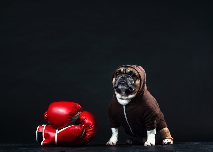 A French Bulldog In A Hoodie With Boxing Gloves