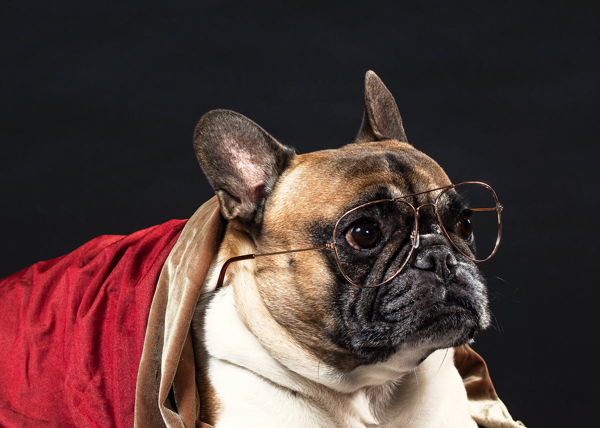 a french bulldog in spectacles