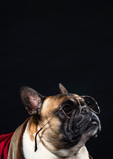 a french bulldog looks intellectual in reading glasses