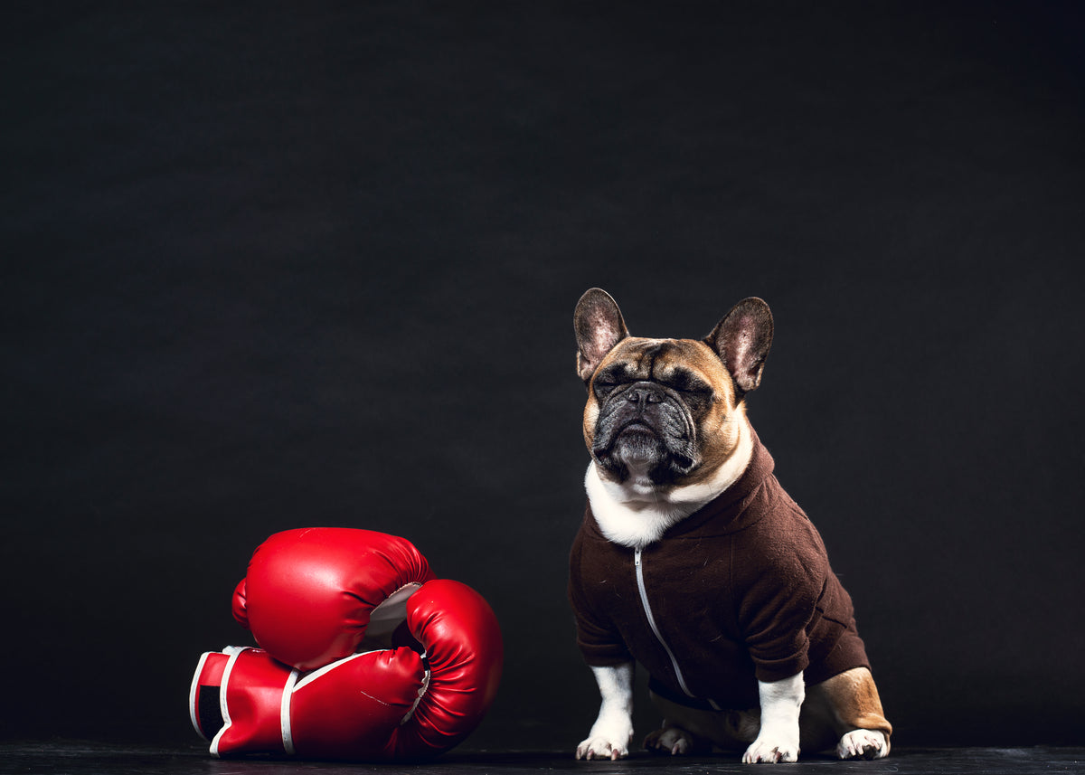 a french bulldog stands guard by boxing gloves