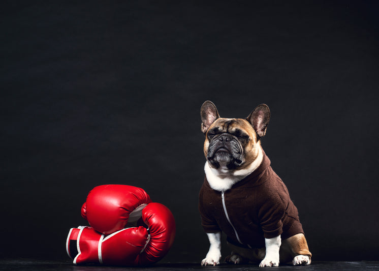 A French Bulldog Stands Guard By Boxing Gloves