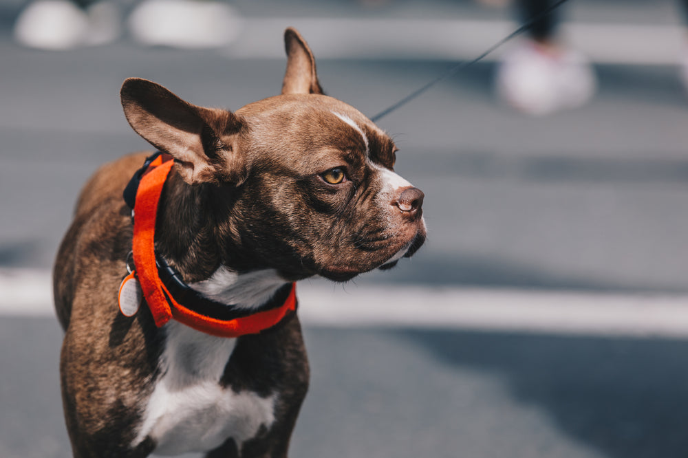 a french bulldog stands proud in the sun