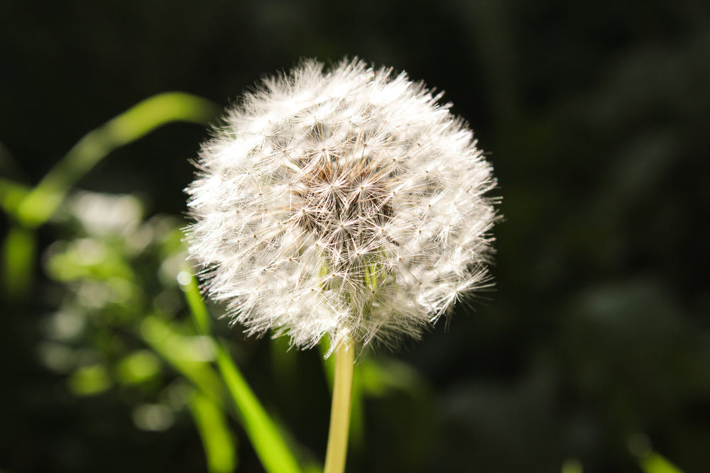 a furry dandelion bulb