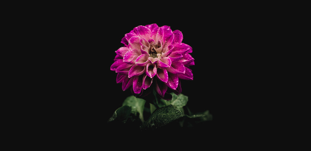 a fuschia coloured flower in darkness