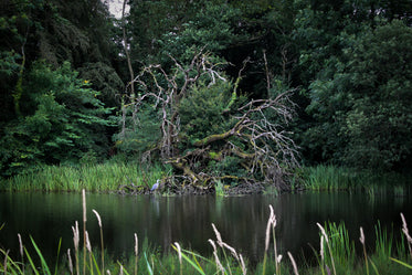 a gnarly tree by the river shelters a heron