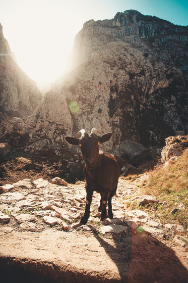 a goat poses for a picture