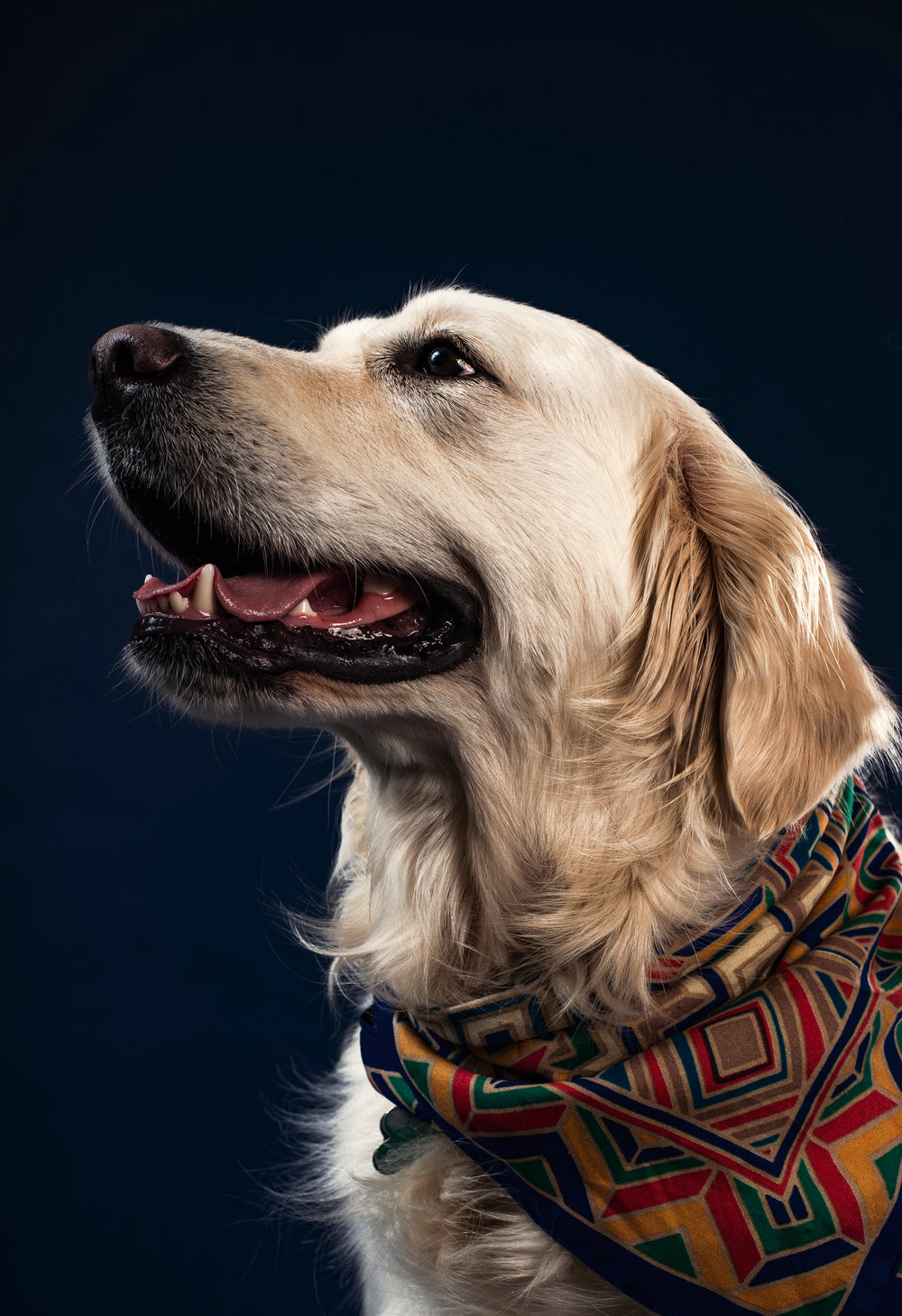 a golden labrador in a necktie