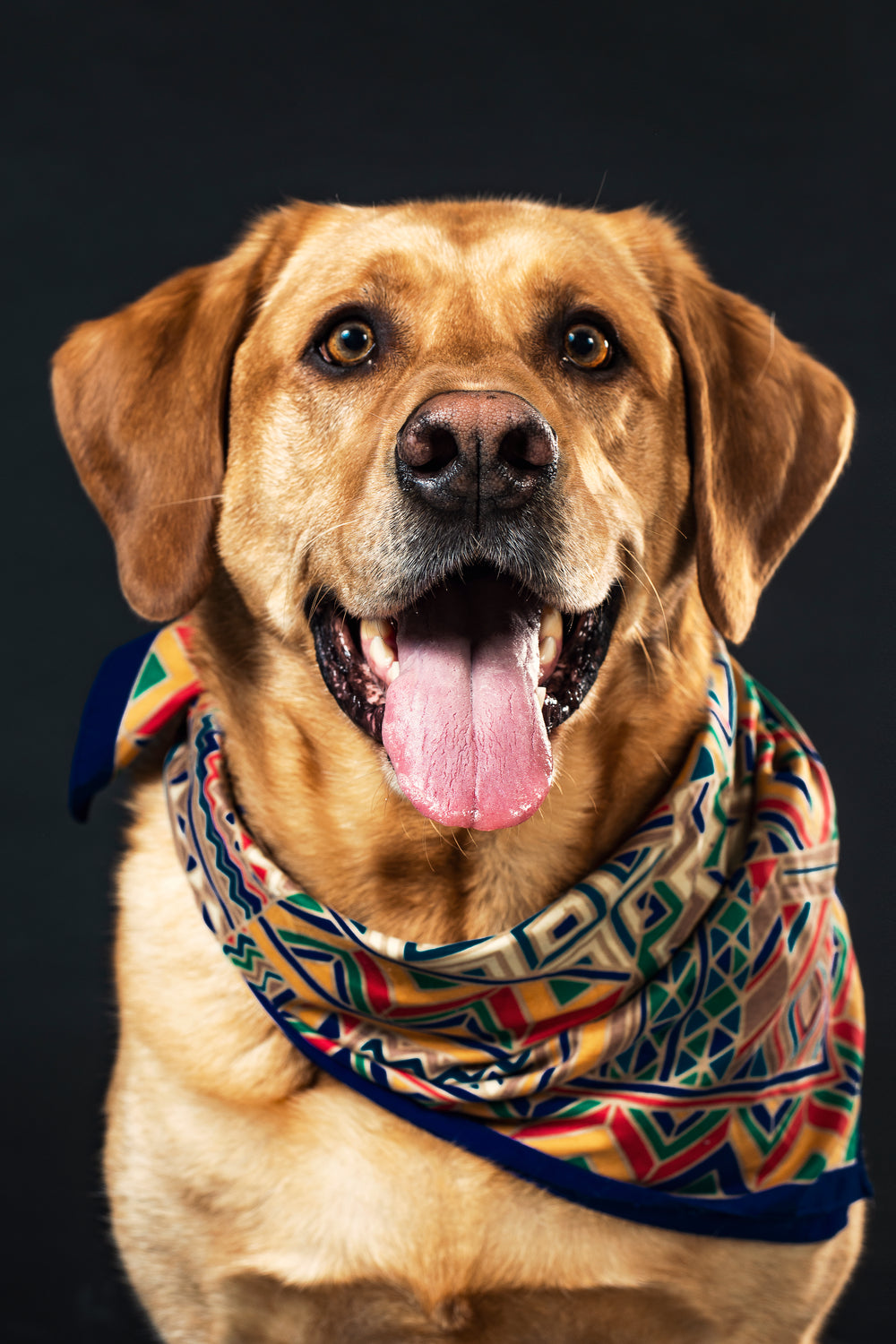 a golden retriever loves their necktie