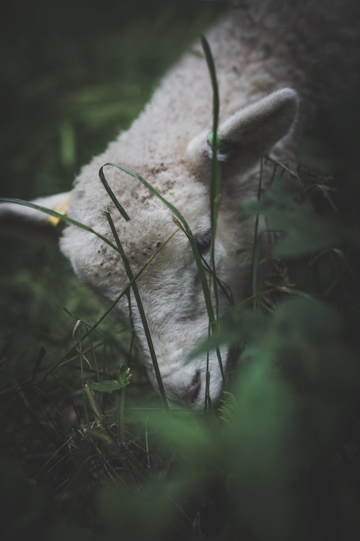 a grazing sheep in grass