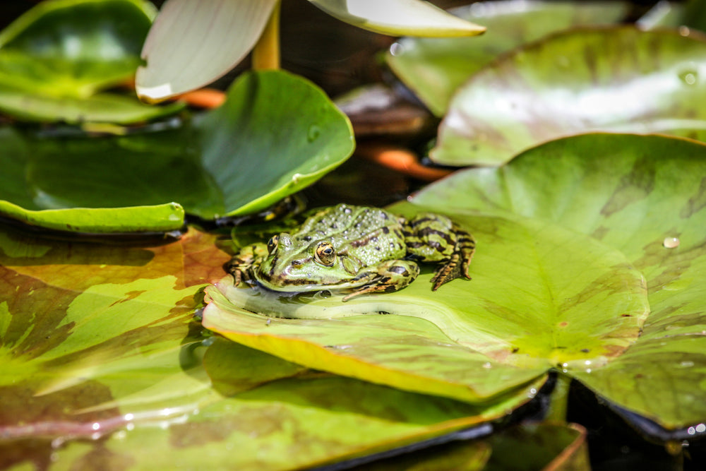 a green frog surrounded by lily pads