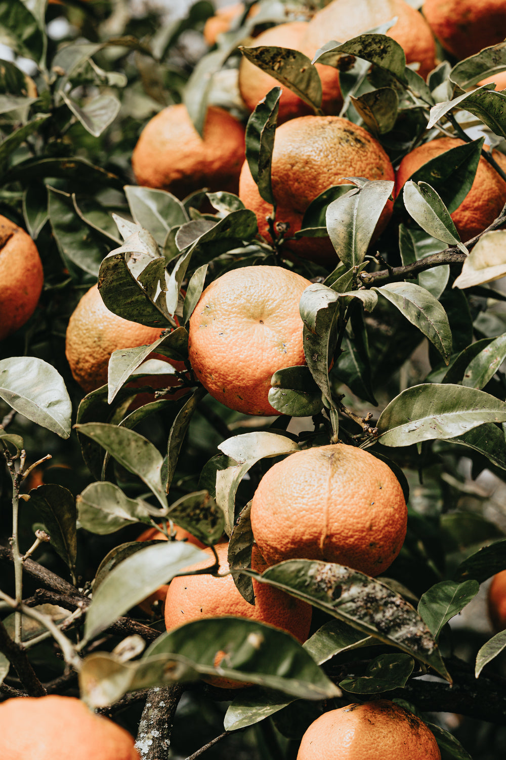 a green leafy tree with ripe oranges