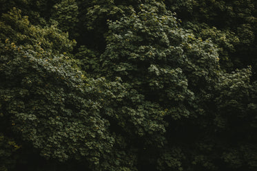 a green wall of leaves