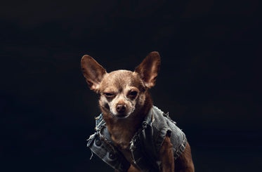 a greying chihuahua in a denim jacket