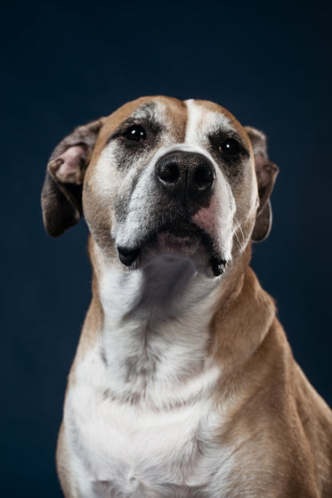 cachorro grisalho com papadas flácidas e doces olhos pretos