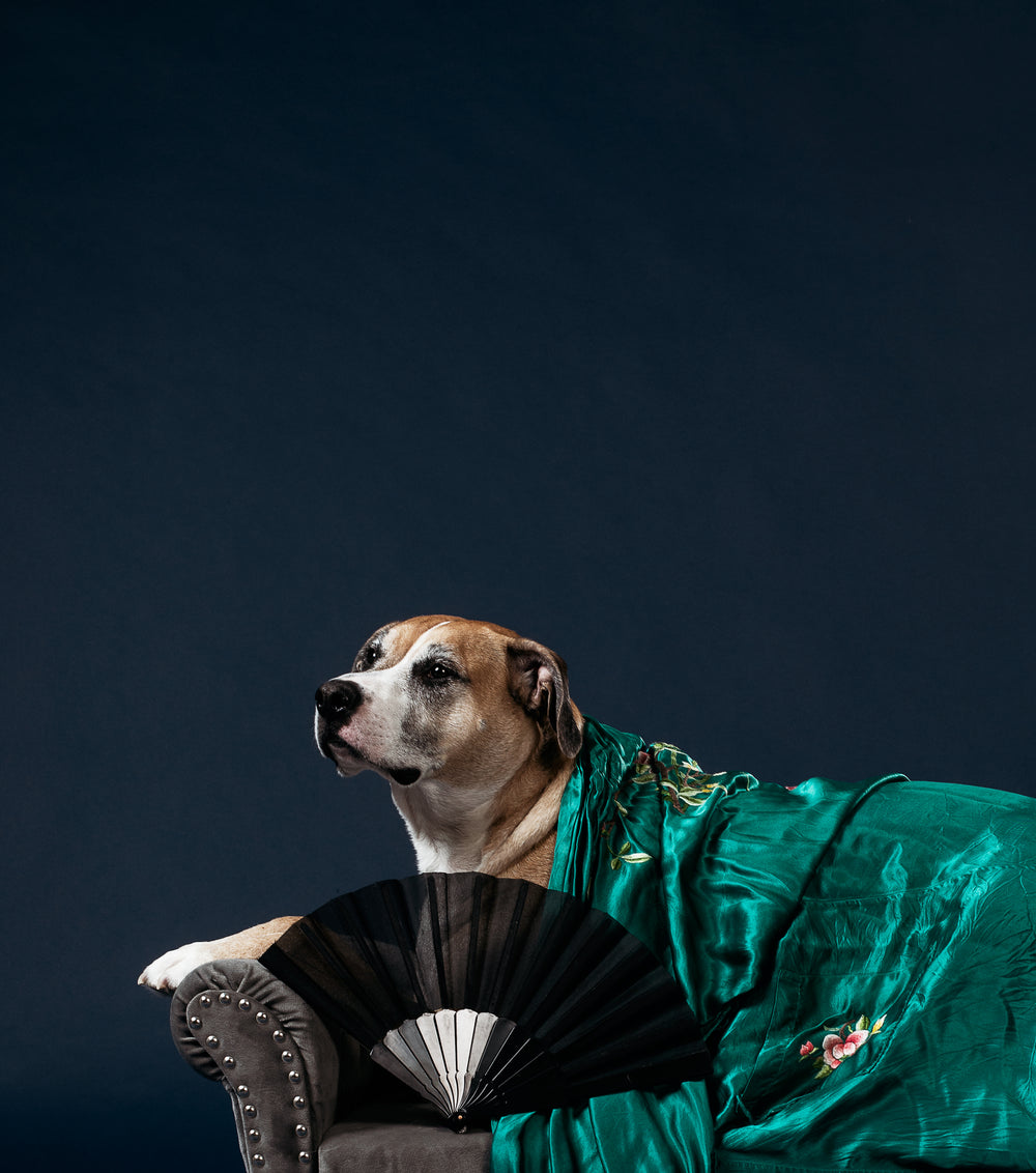 a greying tan pooch on a chaise-longue