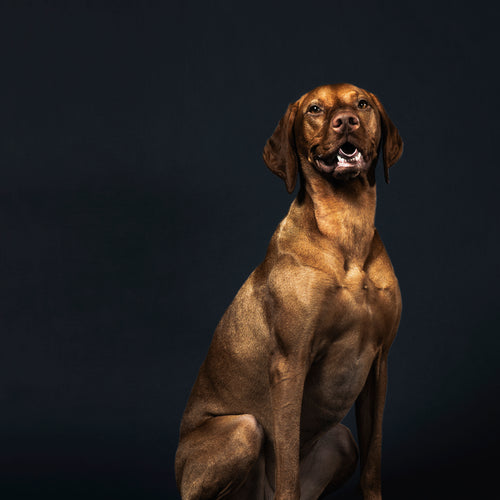 A Grinning Bronze-Coloured Dog