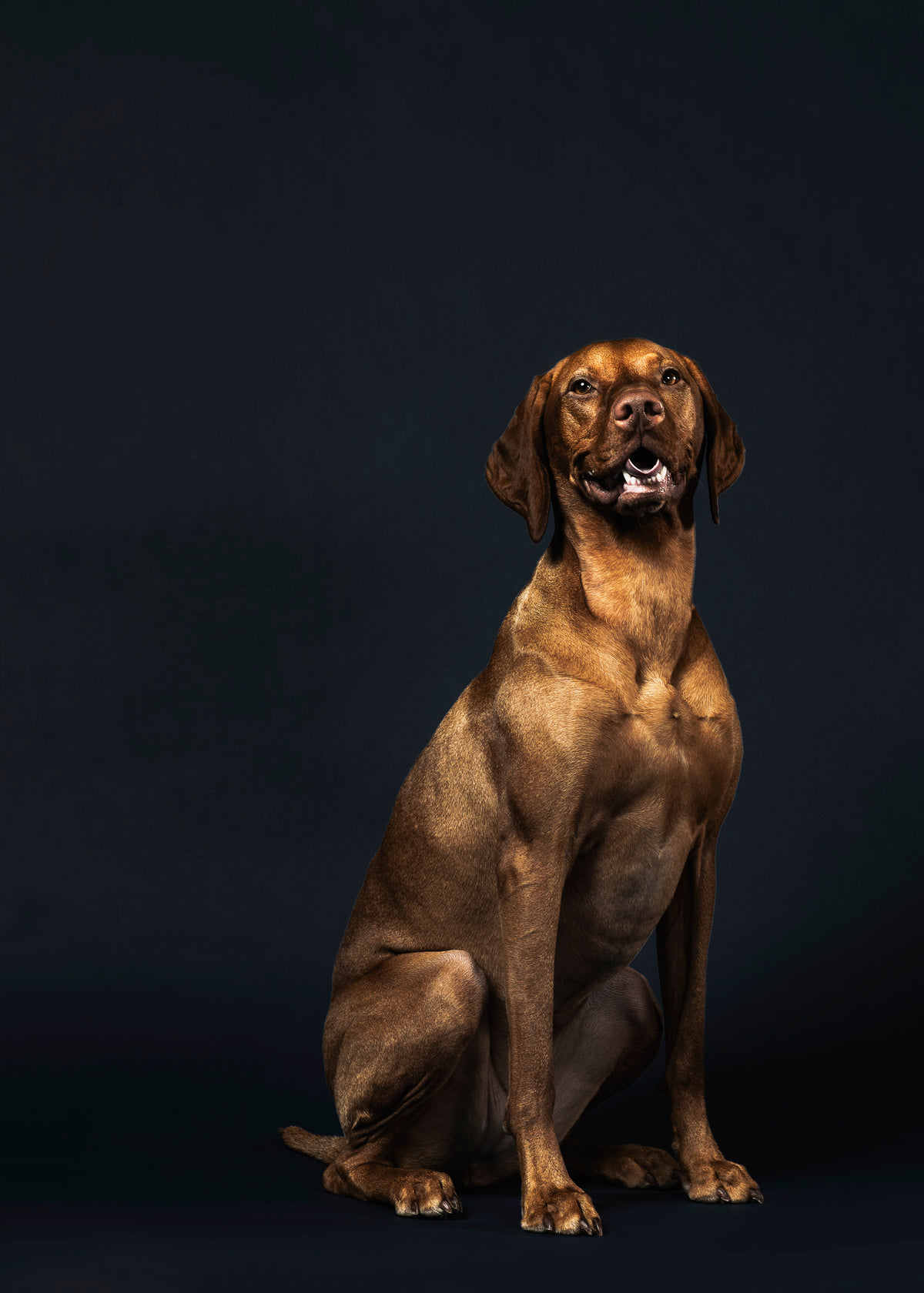 a grinning bronze-coloured dog
