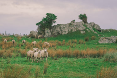 a group of sheep on a hill