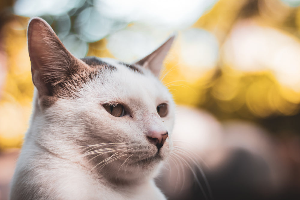 a grumpy white cat