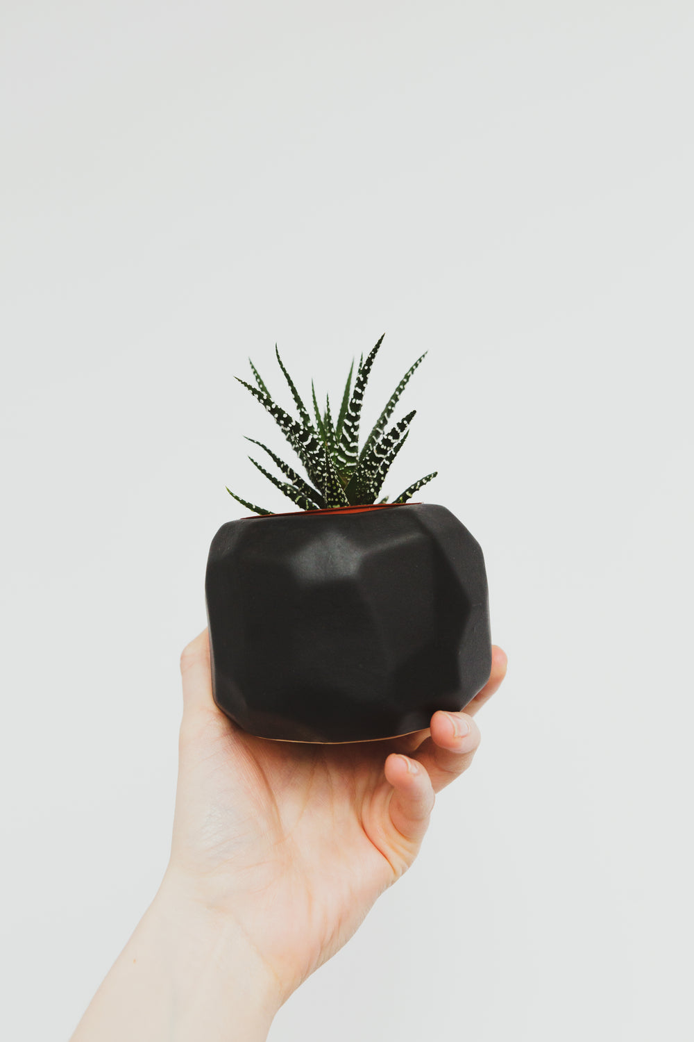 a hand holding a small succulent