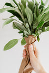 a hand holds a bunch of sage