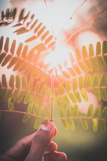 a hand holds a fern leaf up to the setting sun