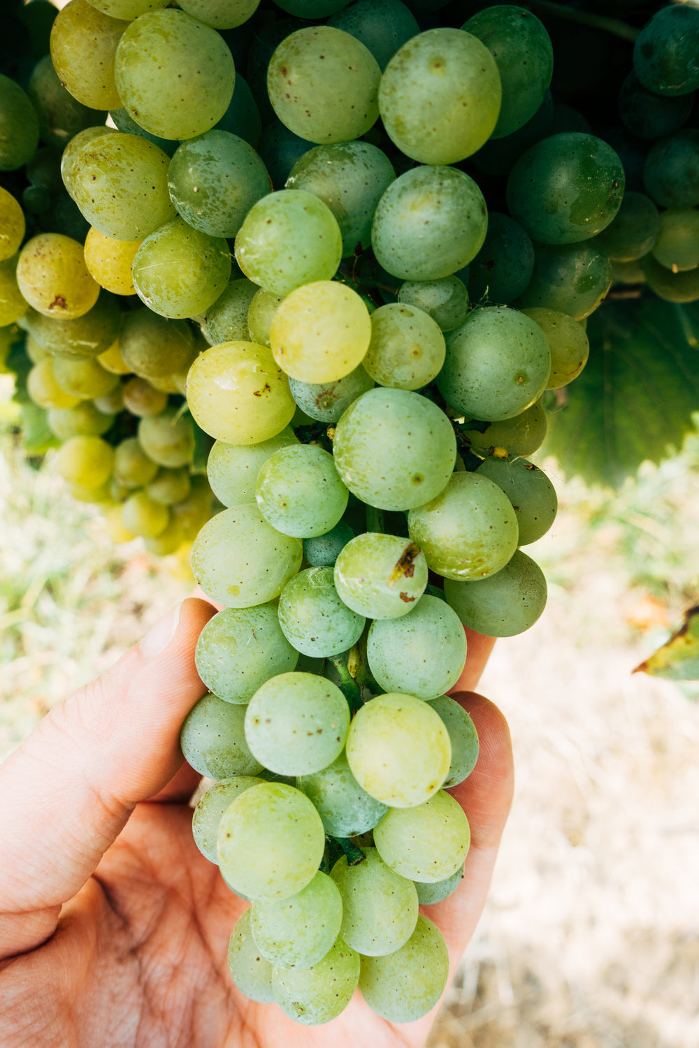 a hand holds up a bunch of grapes