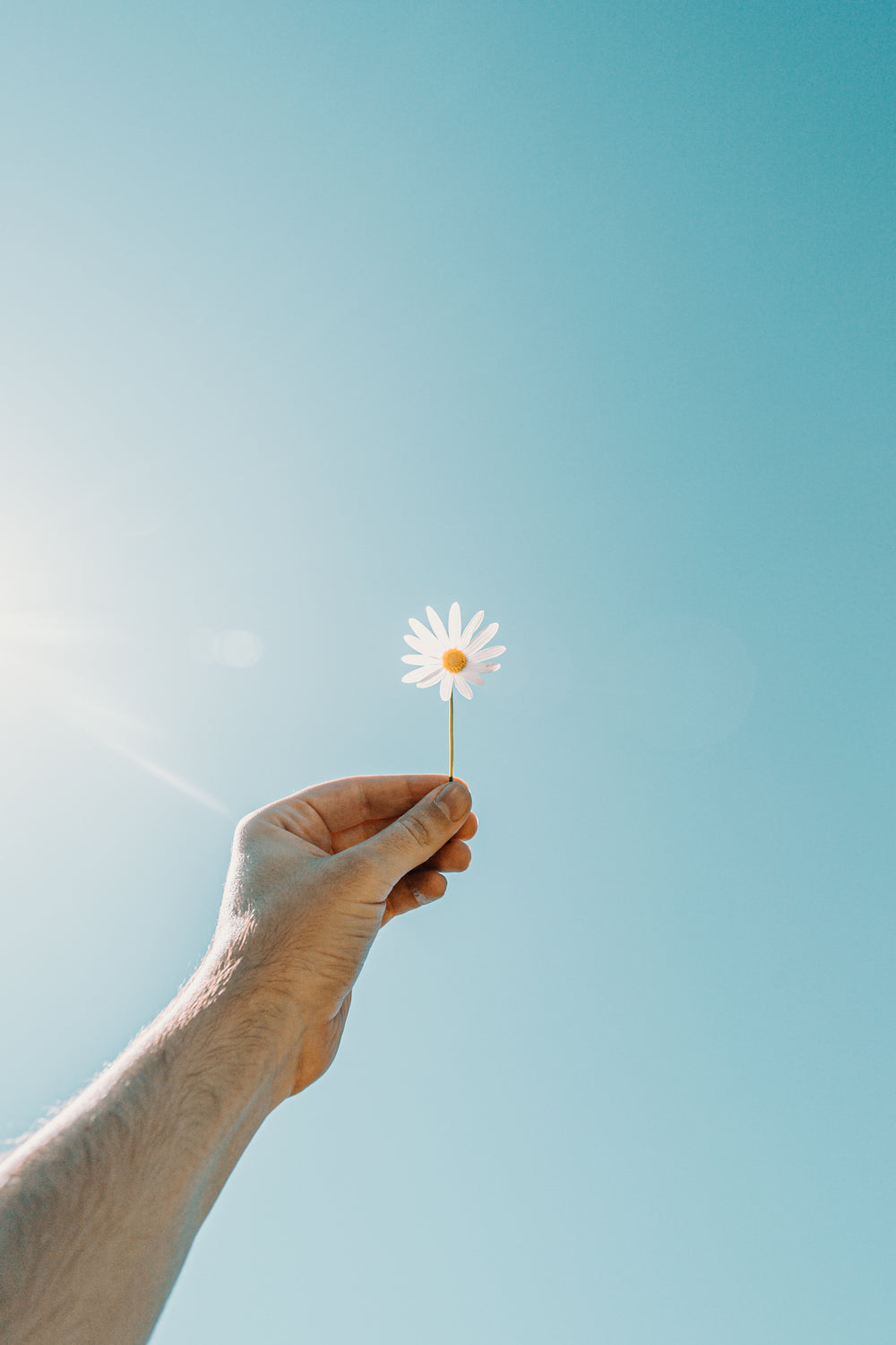 a hand holds up a white daisy