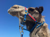 a haughty camel in a blue and red harness under blue skies
