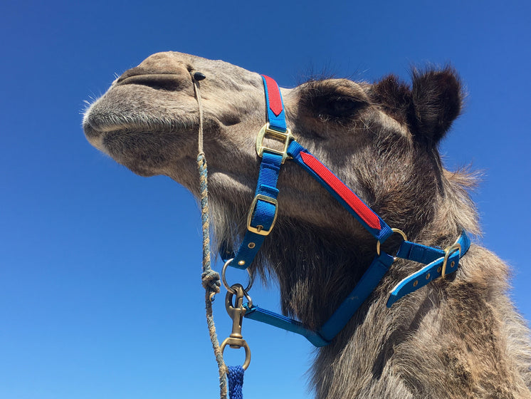 A Haughty Camel In A Blue And Red Harness Under Blue Skies