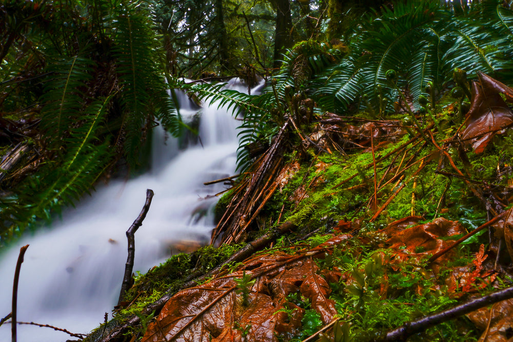 a hidden waterfall in the forest