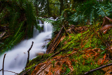 a hidden waterfall in the forest