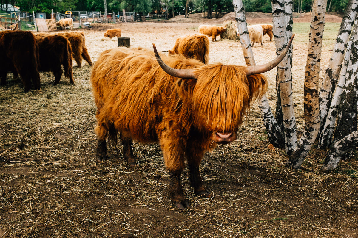 a highland cow stands in a farm