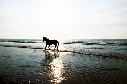 a horse running along the sea shore