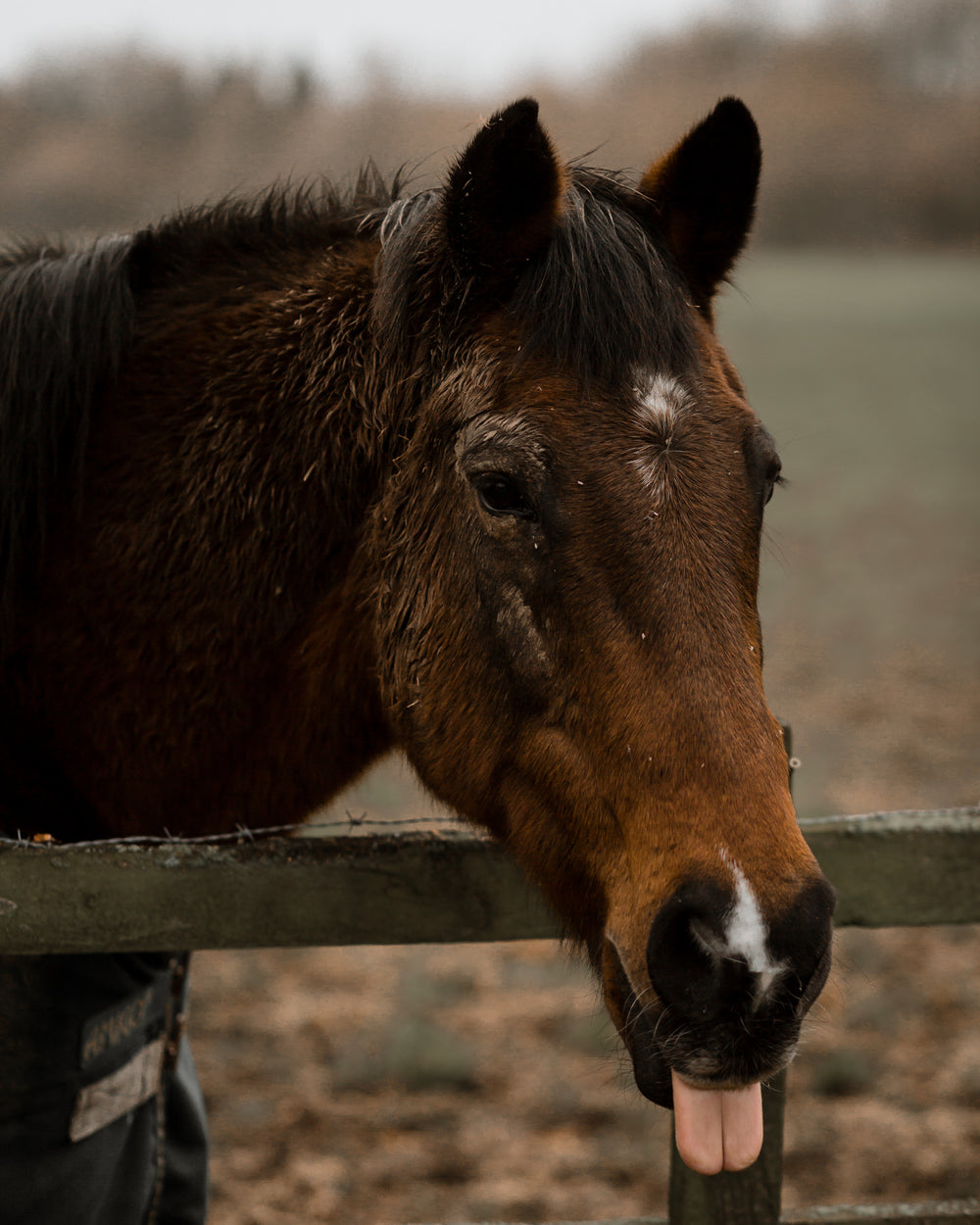 a horse with their tongue out by a wooden fence