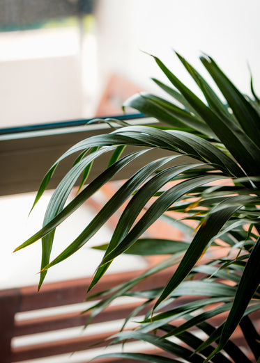 a house plant and their dark green leaves soaking in the light